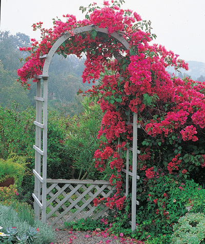 Lightweight trellis-like arbors often play a supporting role in dramatic - photo 10