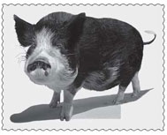 but a pig will look a man straight in the eye and see his equal WINSTON - photo 2