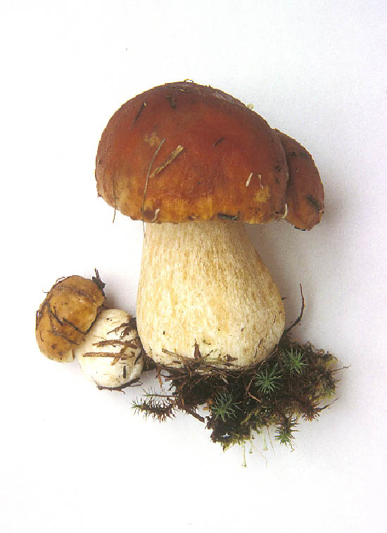 Boletus Badius The Bay Bolete Cap 414cm bay to dark brick-colour later - photo 2