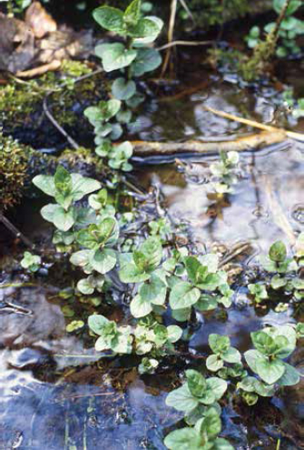 The Wild Food Cookbook - photo 4