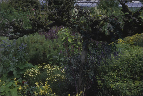 Herbs defined as plants whose leaves flowers stems seeds and roots are used - photo 2