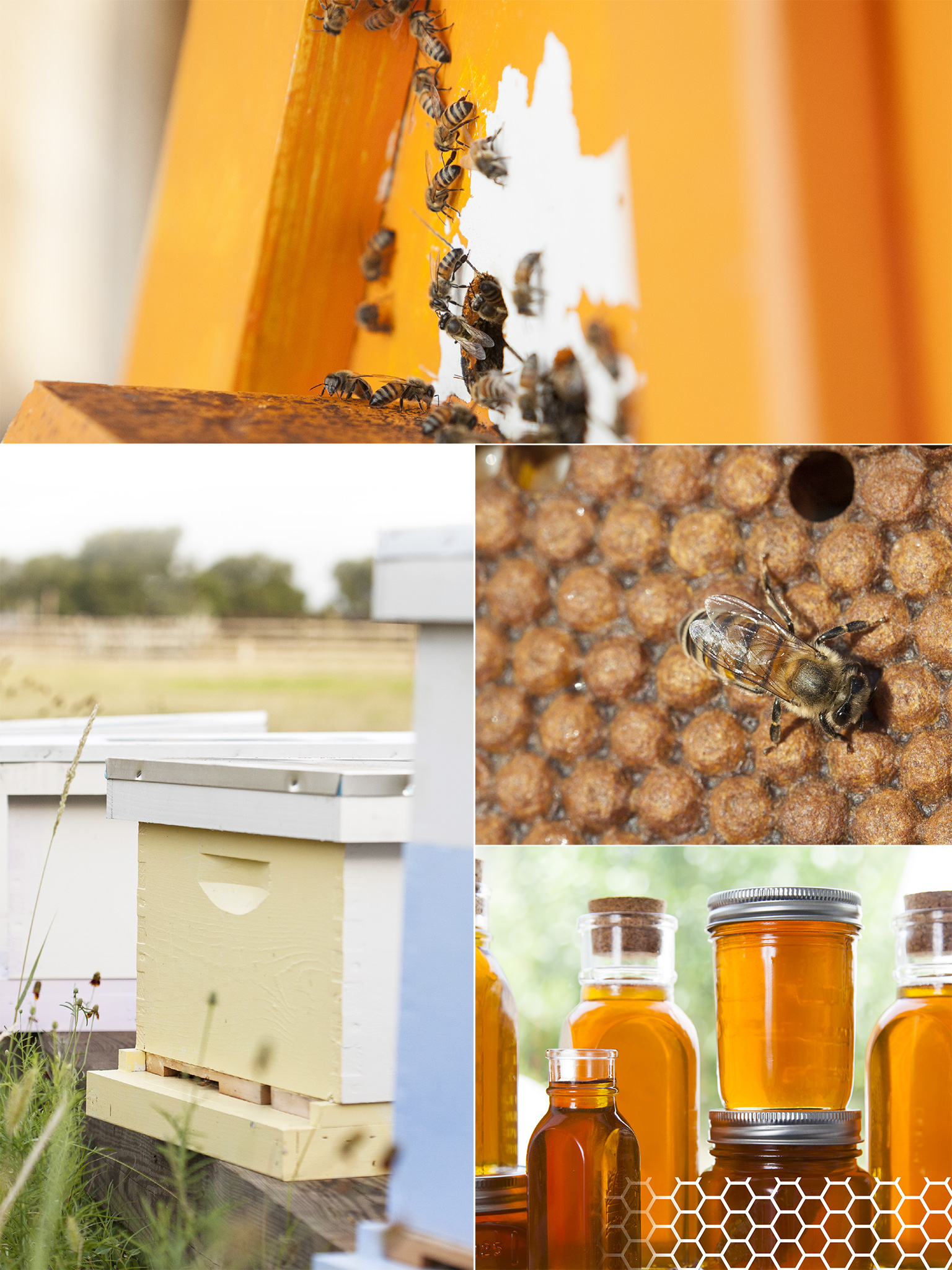 All About Honeybees One of the best ways to become a good beekeeper is to - photo 3