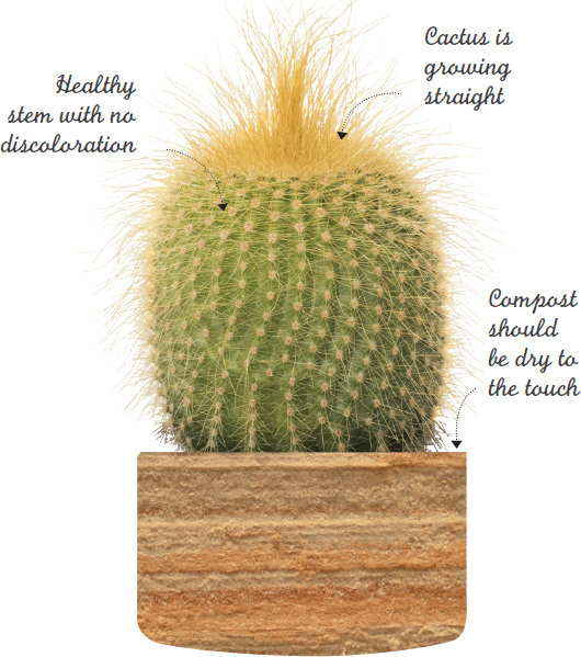 WHEN SHOULD I BUY IT Spring or summer is the best time to buy your cactus or - photo 14