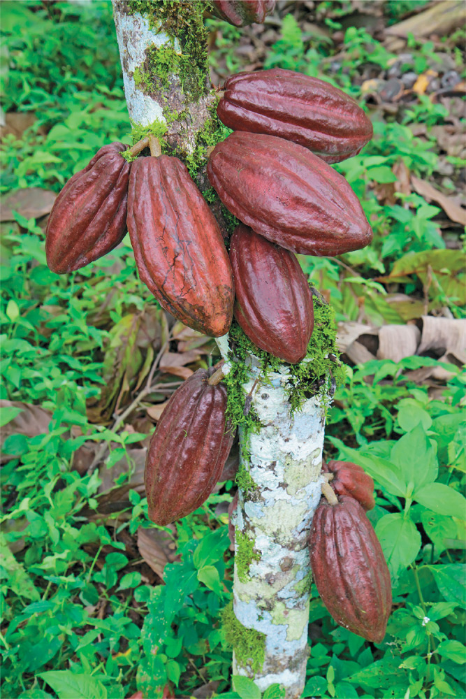 What Makes Cacao a Superfood Cacao has an insanely high phytochemical and - photo 2