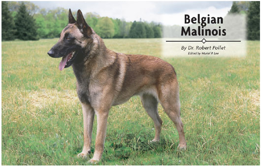 Contents Meet Belgiums best known contribution to the Herding Group See - photo 2