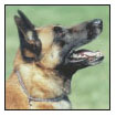 Is the Malinois the dog for you or just as important are you the person for - photo 4