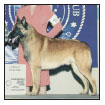 Learn the requirements of a well-bred Belgian Malinois by studying the - photo 5