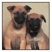 Find out about how to locate a well-bred Belgian Malinois puppy Discover which - photo 6