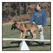 Begin with the basics of training the puppy and adult dog Learn the principles - photo 8