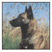 By Lowell Ackerman DVM DACVD Become your dogs healthcare advocate and a - photo 9