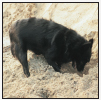 Investigate the many unique qualities of the Schipperke including its - photo 2