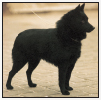 Gain an understanding of the breed standard Learn the requirements of a - photo 3