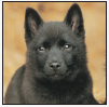 Find out about how to locate a well-bred Schipperke puppy Discover which - photo 4