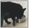 Cover the specifics of taking care of your Schipperke every day feeding for - photo 5