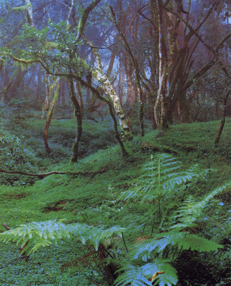 Ferns in forest Mt Meru Arusha National Park Tanzania Africa 8 July 1970 - photo 2