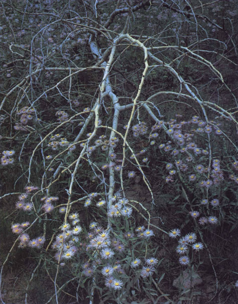 Asters and dead branch Cumbres Pass Colorado 10 August 1957 W hen a child - photo 3