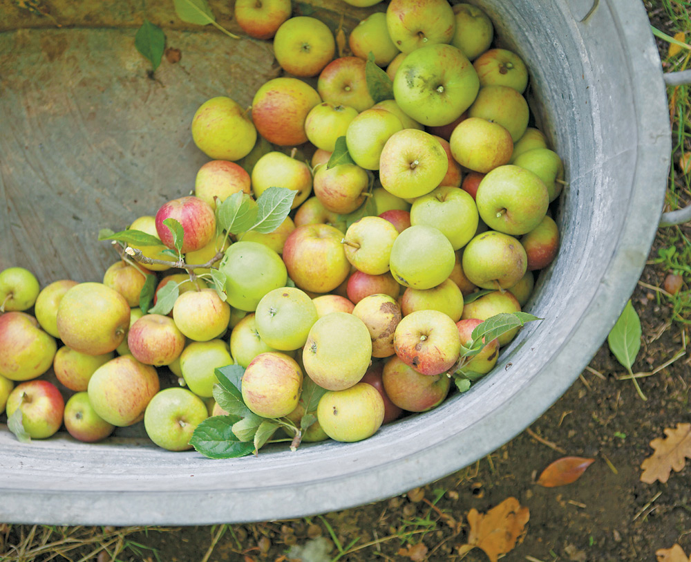 Introduction Cider is nothing more than apples fermented It seems simple - photo 2