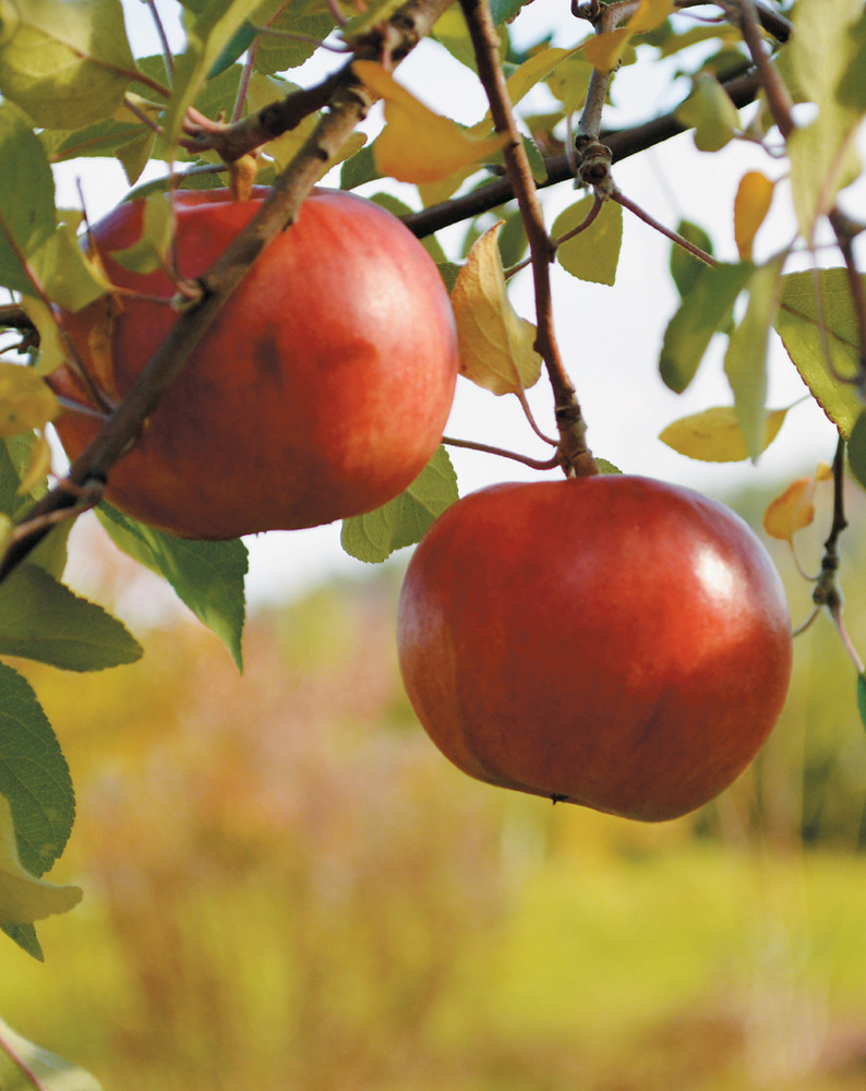 Cider is nothing more than apples fermented It seems simple until you taste - photo 3