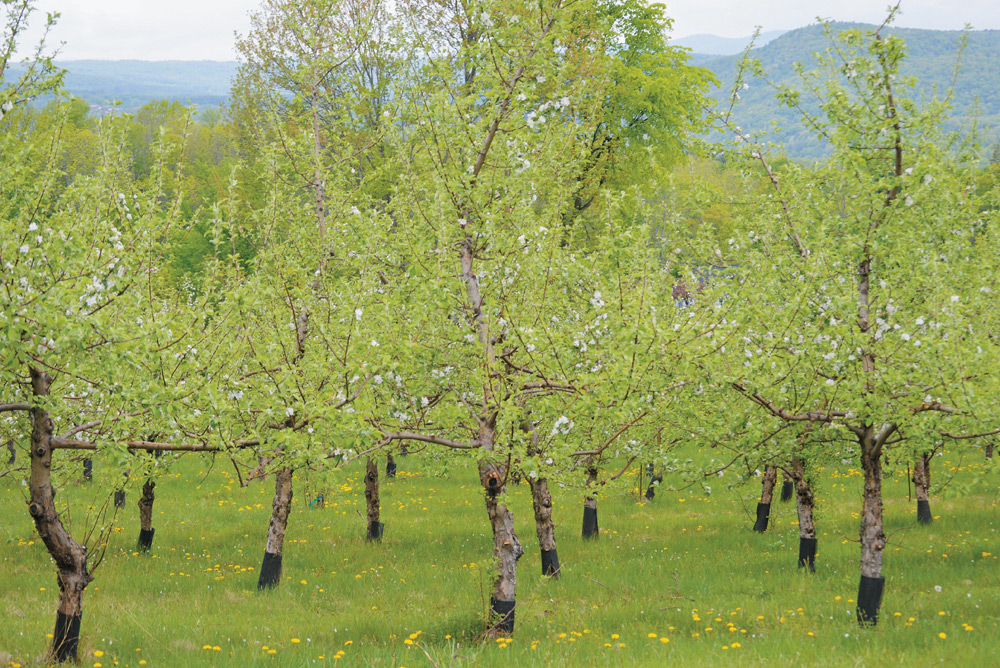 THE FARNUM HILL CIDERS PHILOSOPHY For Wood cidermaker Nicole LeGrand Leibon - photo 4