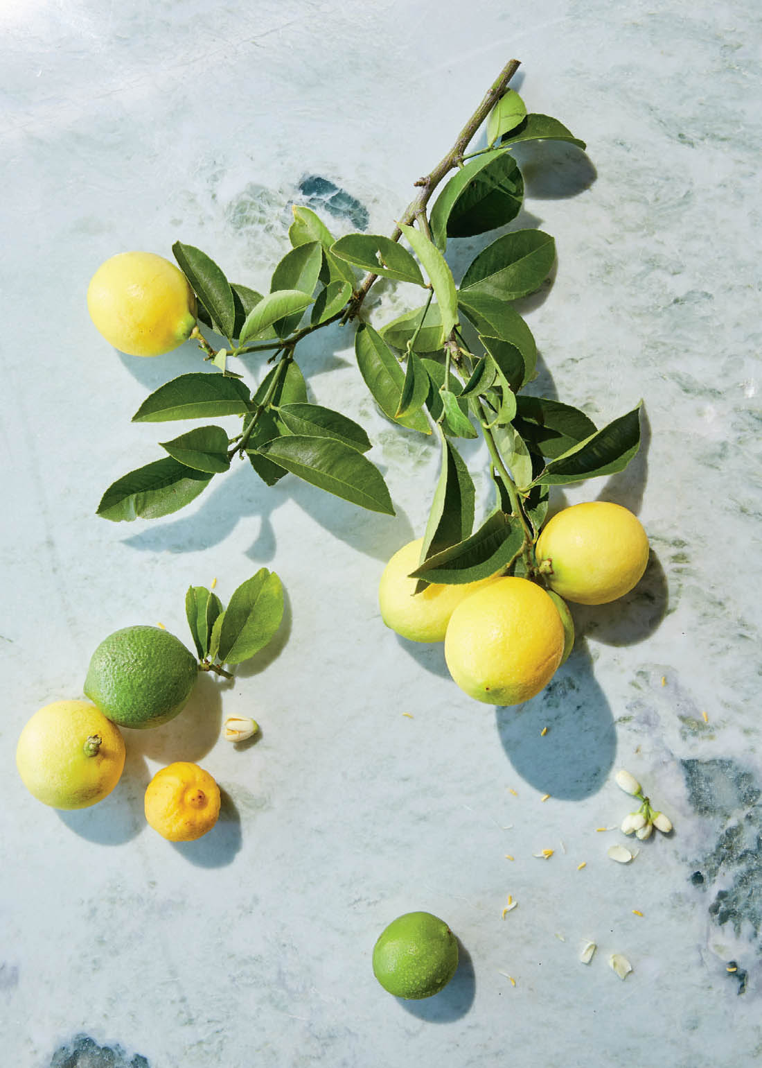 THE BASICS Lemon Sugar Water The basic ingredients of lemonade are - photo 8