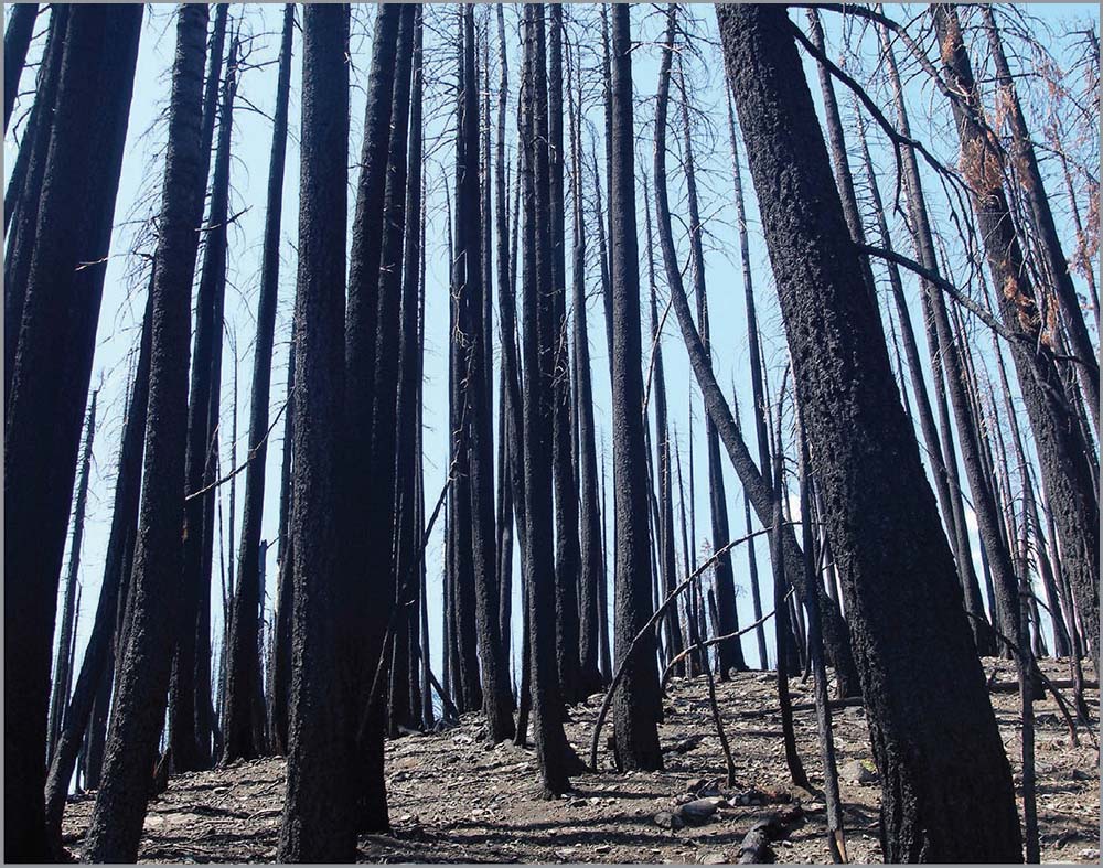 Damage from the Eiler Fire of 2014 Fortunately for recreationists the fire - photo 8