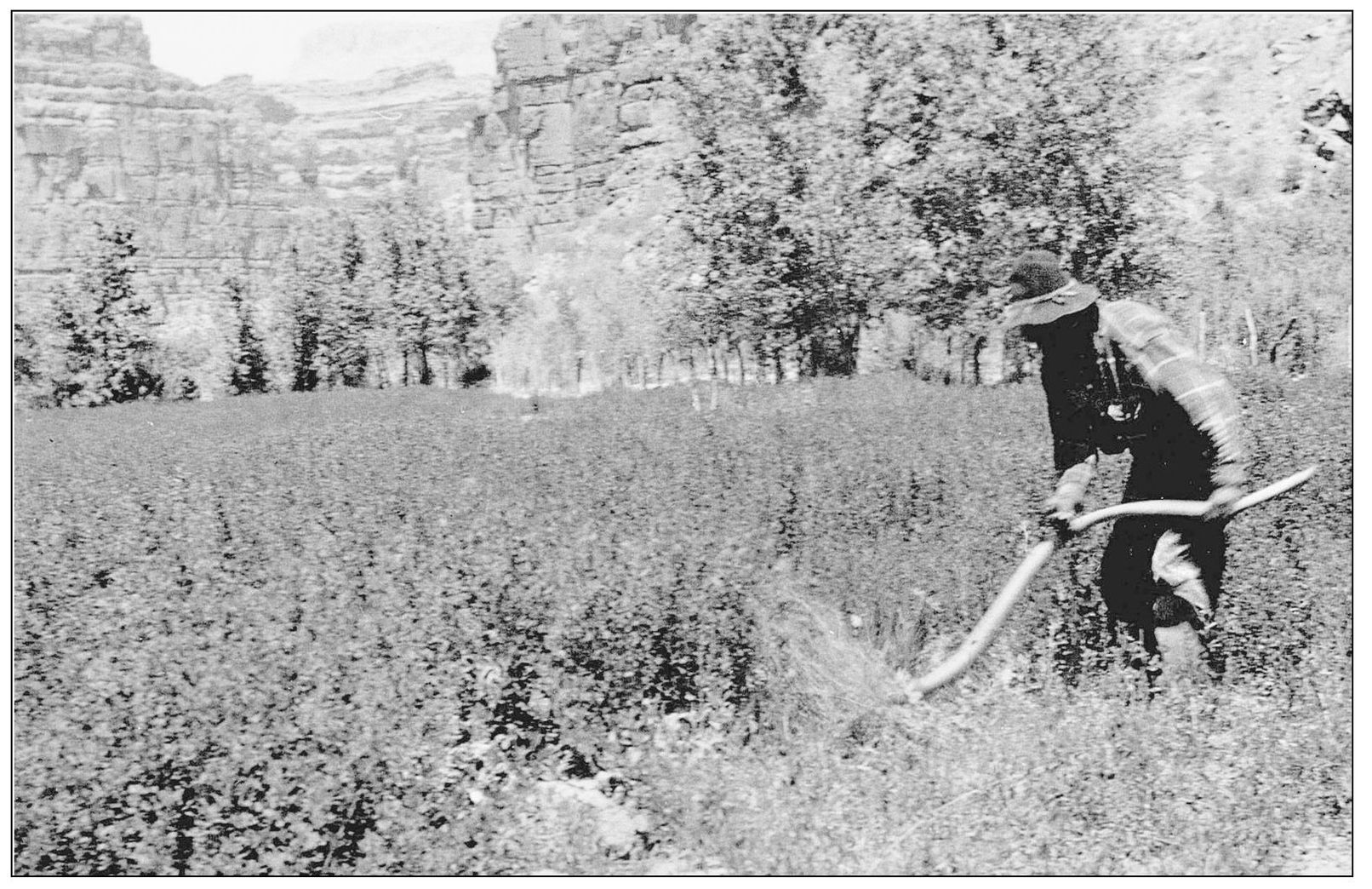 Havasupai chief Watahomagie is pictured in 1944 as he tends to a field in the - photo 4