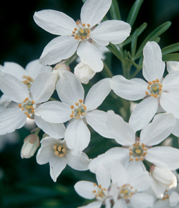 101 shade-loving plants ideas to lighten shadows - photo 1