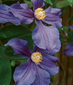 Introduction Having shade in the garden is often seen as a tricky issue but if - photo 6