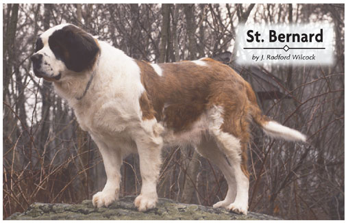 Contents Known as a search-and-rescue dog the St Bernard descended from - photo 2