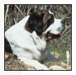 Learn the requirements of a well-bred St Bernard by studying the description - photo 5