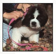 Find out about how to locate a well-bred St Bernard puppy Discover which - photo 6