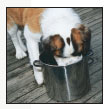 Cover the specifics of taking care of your St Bernard every day feeding for - photo 7