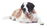 KENNEL CLUB BOOKS ST BERNARD ISBN 13 978-1-59378-265-8 eISBN 13 - photo 11