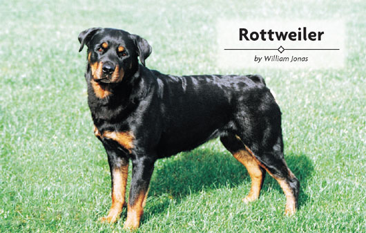 Physical Characteristics of the Rottweiler from the American Kennel Club - photo 1