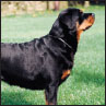 Rottweiler - image 5