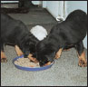 Rottweiler - image 7