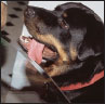 Rottweiler - image 12