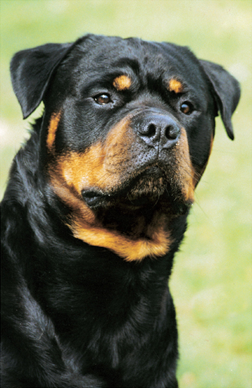 The Rottweilers unique coloration and high level of trainability have made the - photo 13