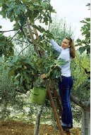 In Puglia and picking olives in my mothers Puglian olive grove Judging - photo 6