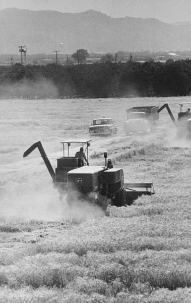 Harvesting barley near Phoenix Navaho Bridge on Route 89 crossing the - photo 13