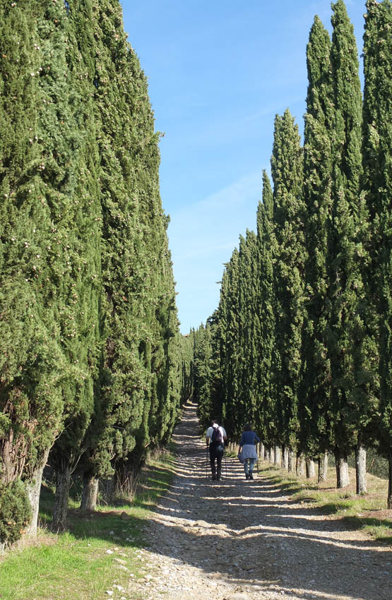 Cypress-lined Viale del Nonno leads back to Volpaia Walk 20 INTRODUCTION One - photo 8