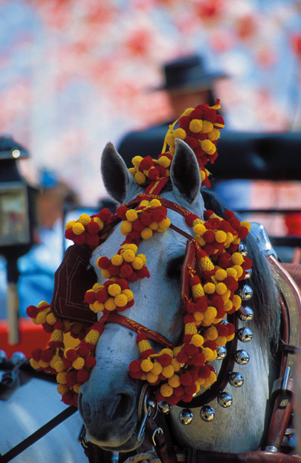 A horse dressed for Feria del Caballo in Jerez Spain is one of the most - photo 11