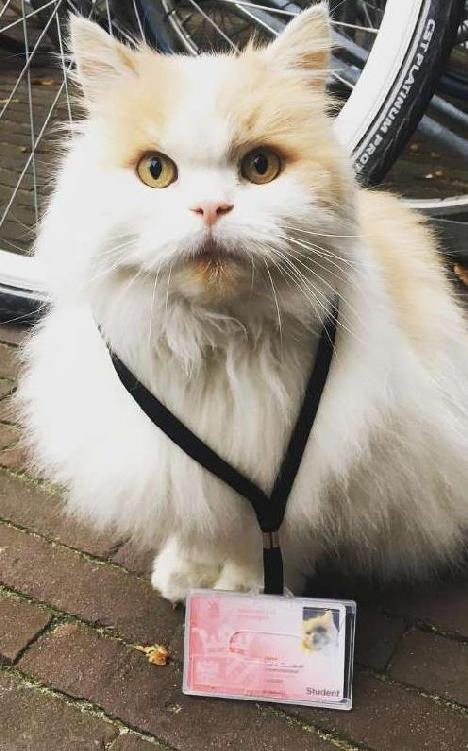 Introduction Professor Doerak is the campus cat at the University of Groningen - photo 3