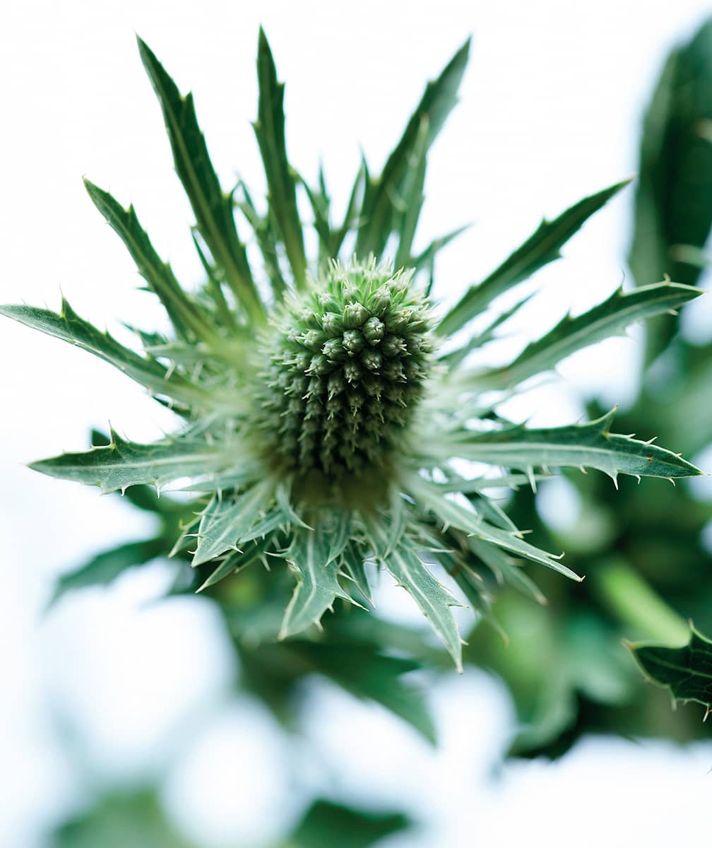 Eryngium is becoming an all-year-round flower and Sirius pictured here is one - photo 9