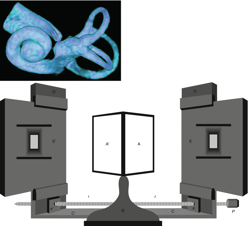 Fig 11 Reconstructed 3D cochlea and reflecting mirror stereoscope The - photo 1