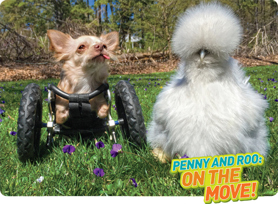 Penny is a chicken Roo is a dog They became fast friends Penny and - photo 4