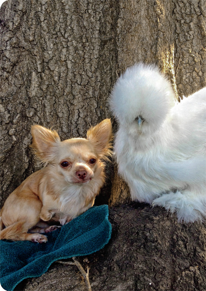 Penny and Roo met at the Duluth Animal Hospital in Georgia USA Theyve been - photo 5