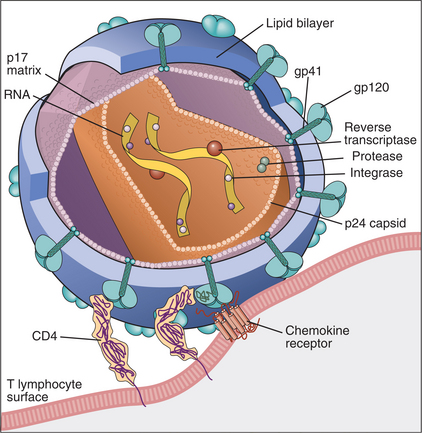 Immunodeficiency disorders can be classified in terms of whether they are - photo 2