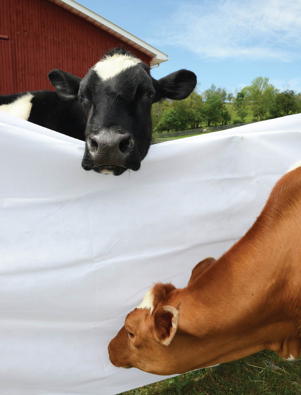 Cows are curious about the backdrop were trying to hang for photo shoots at - photo 5