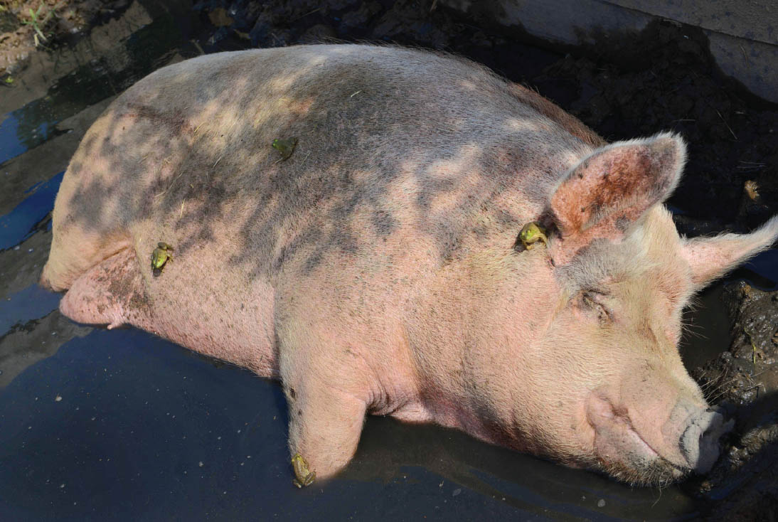 Tiny amphibious frogs sun themselves on a pig enjoying a muddy snooze at - photo 6